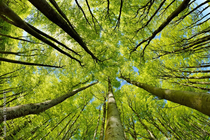 Random Forest and Bagging